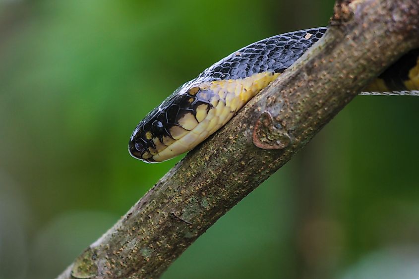 Close-up of a banded krait snake from northeast India