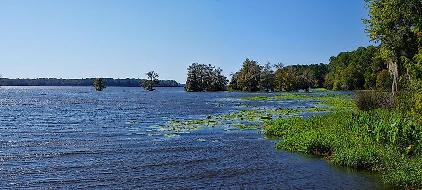 The Lake Talquin State Park and forest with tall glorious pine trees and old oak trees in Tallahassee, Florida