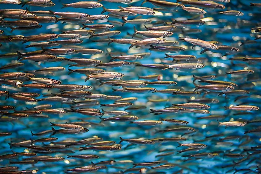 A school of anchovies swimming in the deep blue sea of the Pacific Ocean in Monterey Bay, California