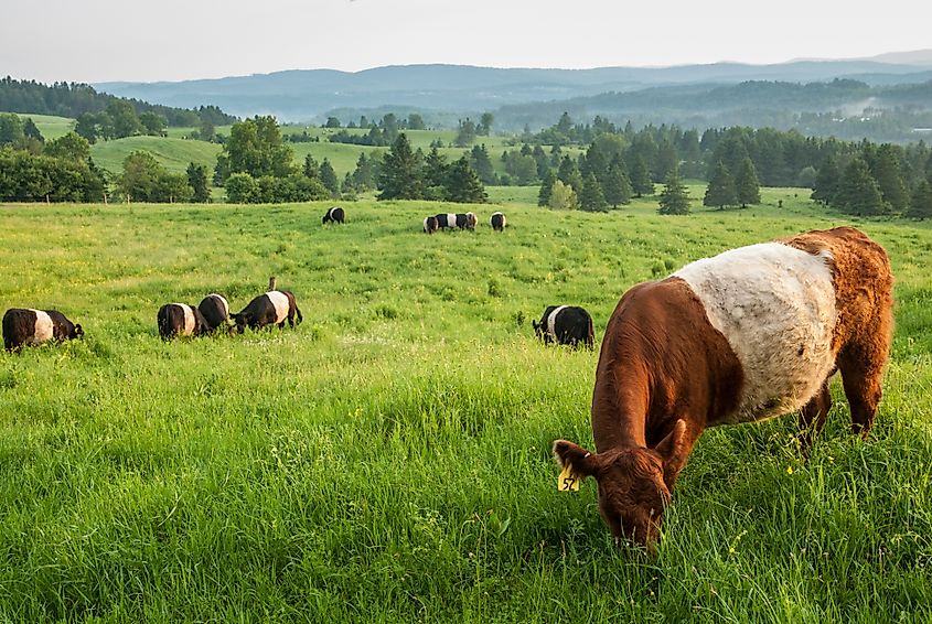 Cows grazing on rolling hills in Lyndon, Vermont.