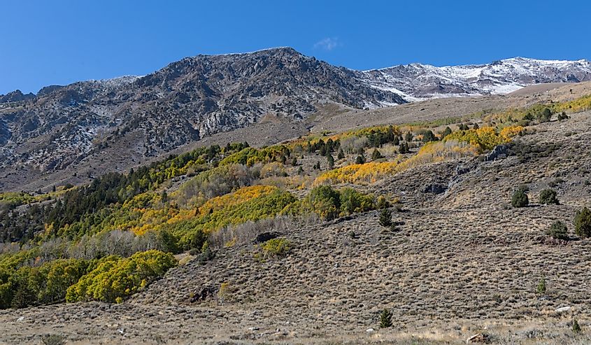 Autumn colors in the Eastern Sierra Nevada Mountains