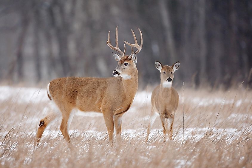 White-tailed deer in the winter landscape.