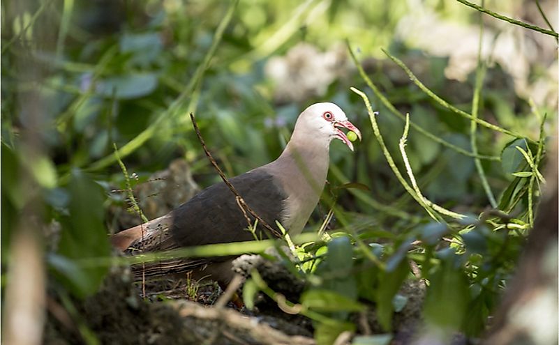 Extremely rare Pink pigeon (Nesoenas mayeri), foraging on the woodland floor in Mauritius, with a berry in its beak.
