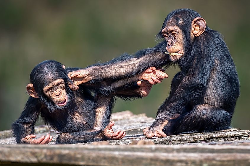 Two young chimpanzees playfully fighting.