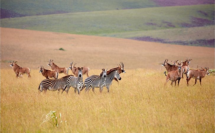 10 Animals Found In Malawi - WorldAtlas 10 Animals Found In Malawi - WorldAtlas