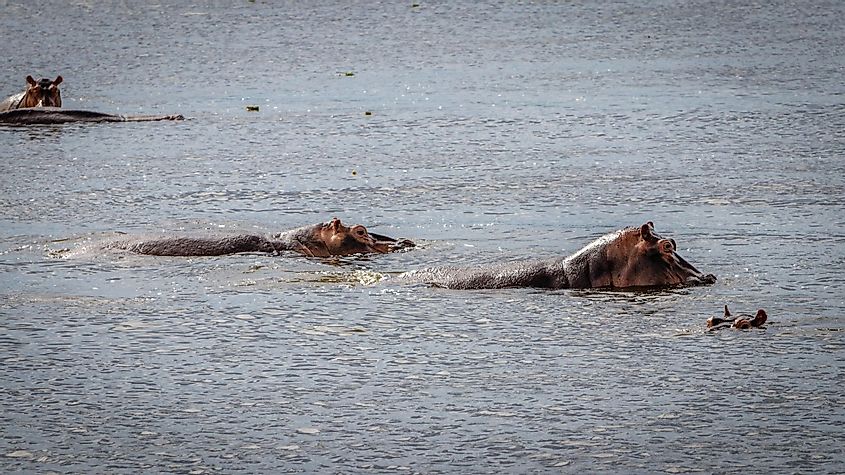 Hippos in Lake Kyoga.