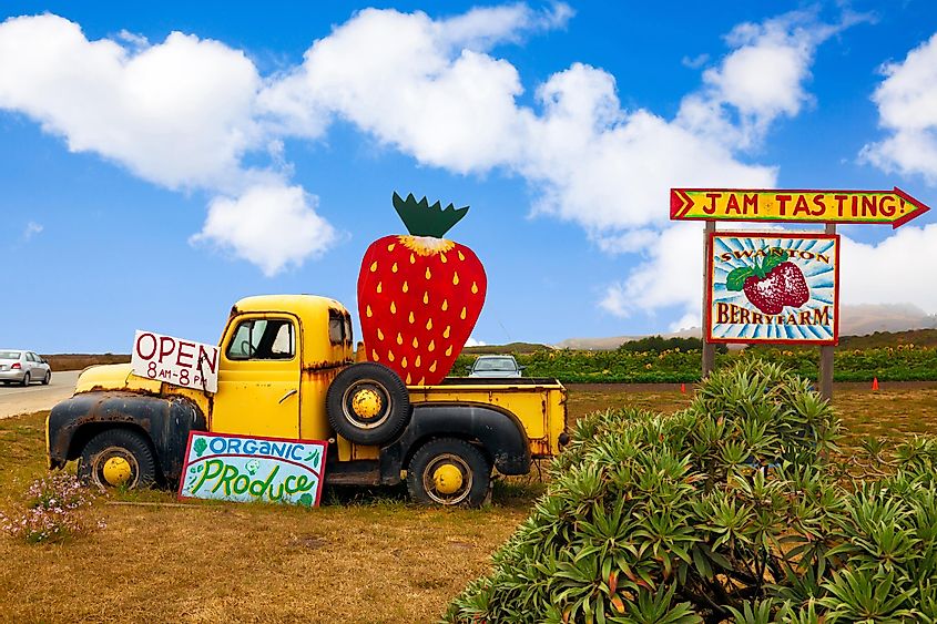 Colorful signs on an old yellow pickup truck advertising organic strawberries for sale at a farm located on scenic coastal Highway 1 in Davenport, California