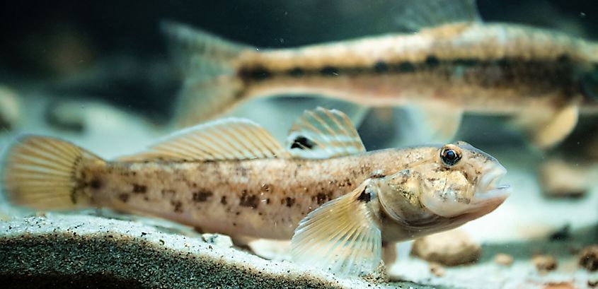 Round goby.