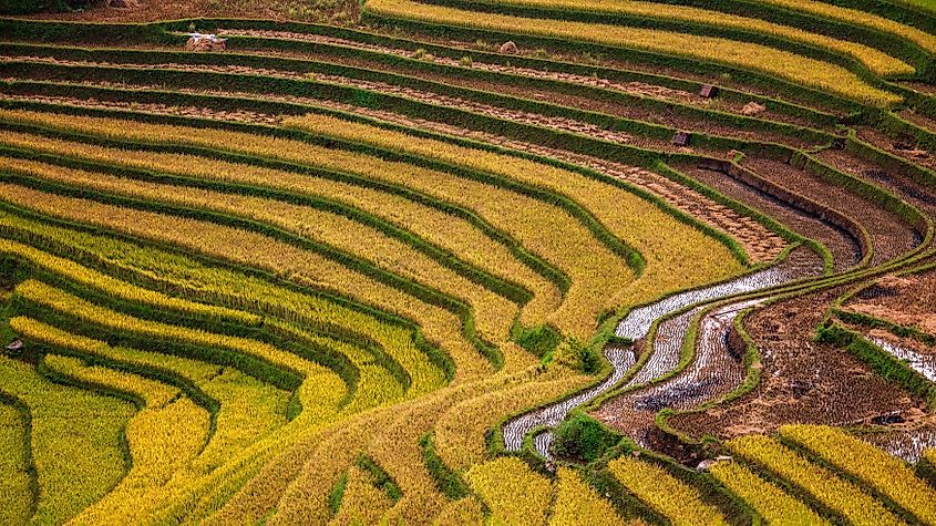 Rice fields on terraced of mu cang chai.