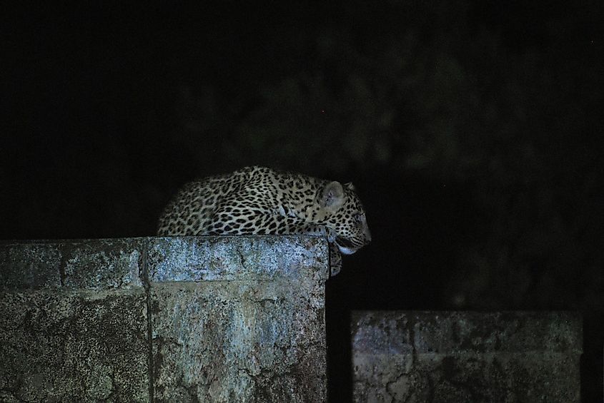 Leopard in Aarey Milk Colony