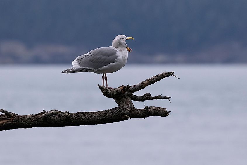Screeching Seagull, mouth wide open,on Fidalgo Island