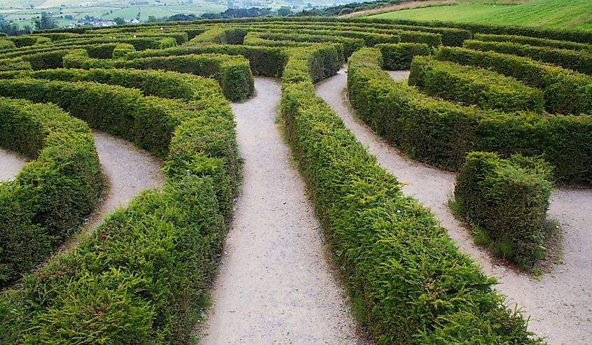 Biggest maze in Europe at Castlewellan, Ireland