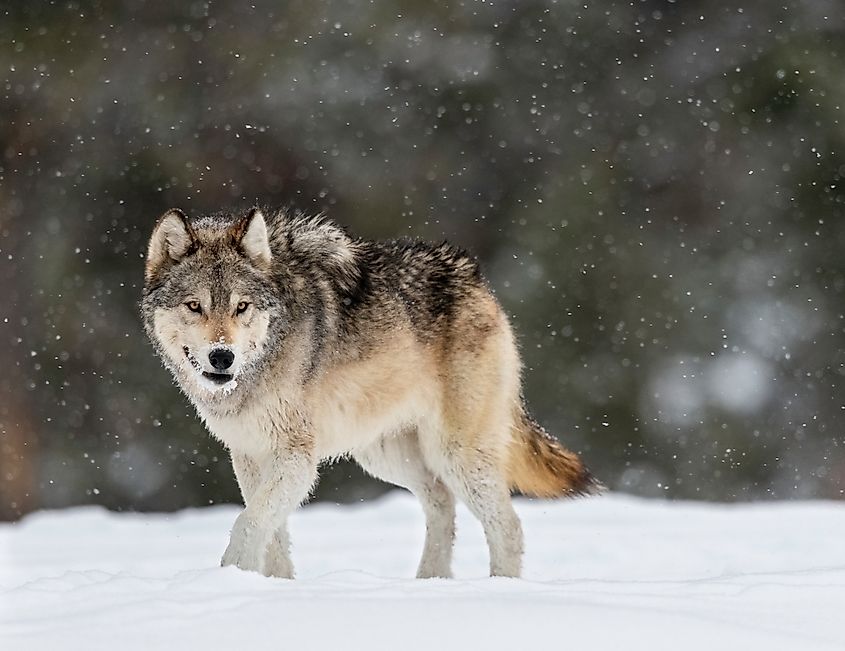 Wild Wolf in Yellowstone National Park