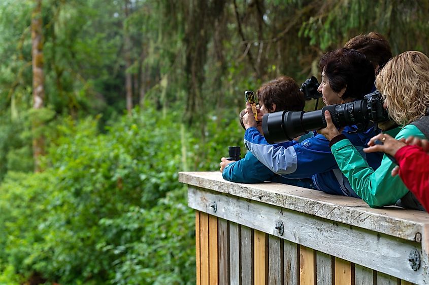 Tourists taking photographs of bears in Tongass national forest, Alaska.