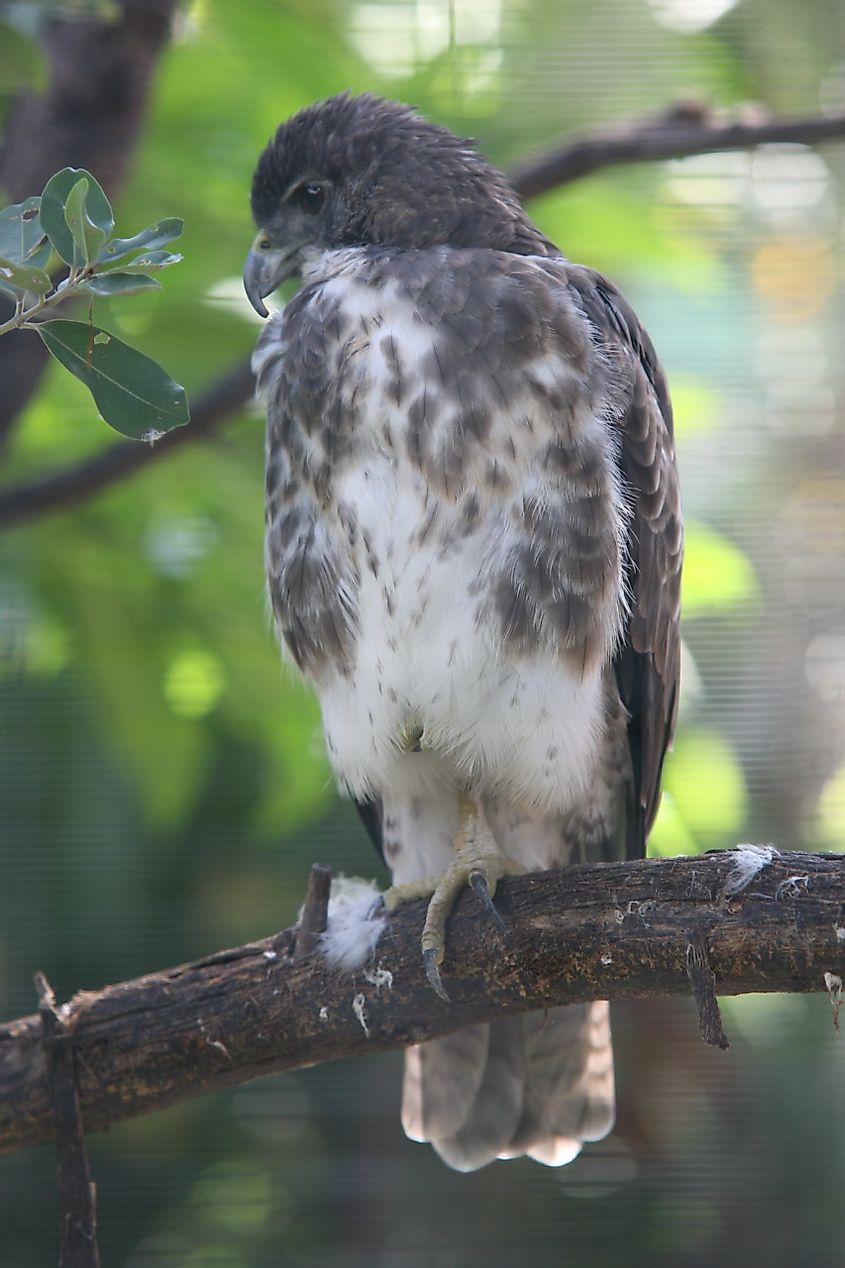 Hawaiian Hawk or 'Io (Buteo solitarius) at the honolulu zoo.