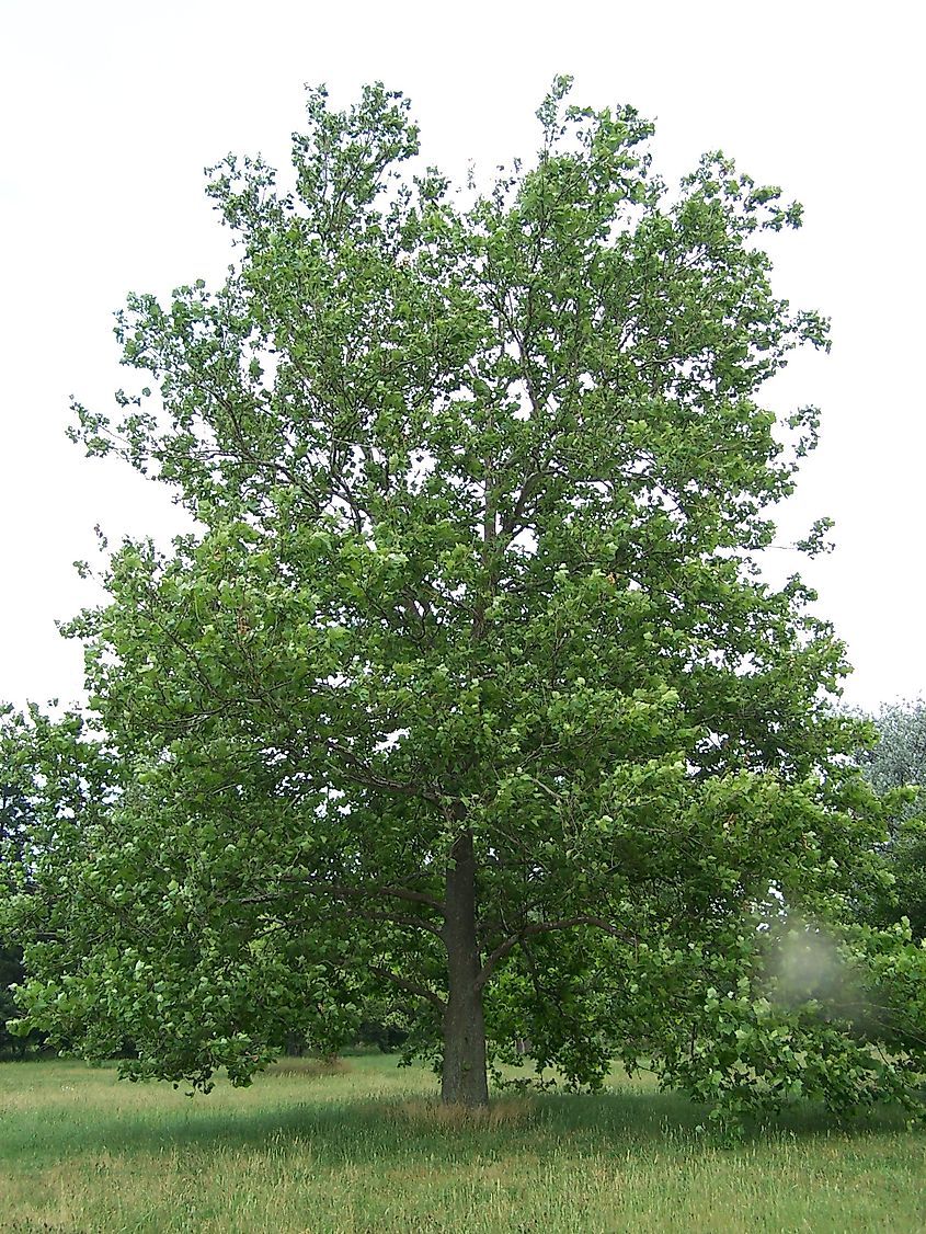 American Sycamore Tree Platanus occidentalis. Specimen tree at Morton Arboretum, Lisle, Illinois, USA.