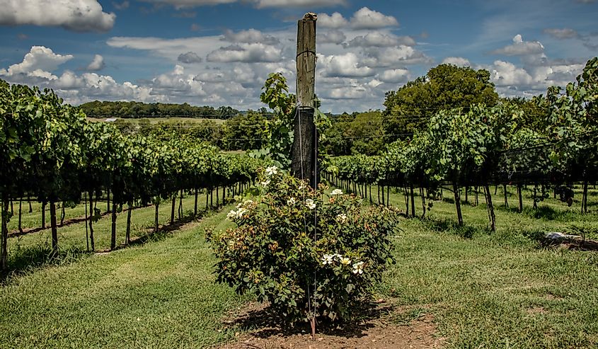 Arrington Vineyard in Tennessee, USA with rows of trees and grapes
