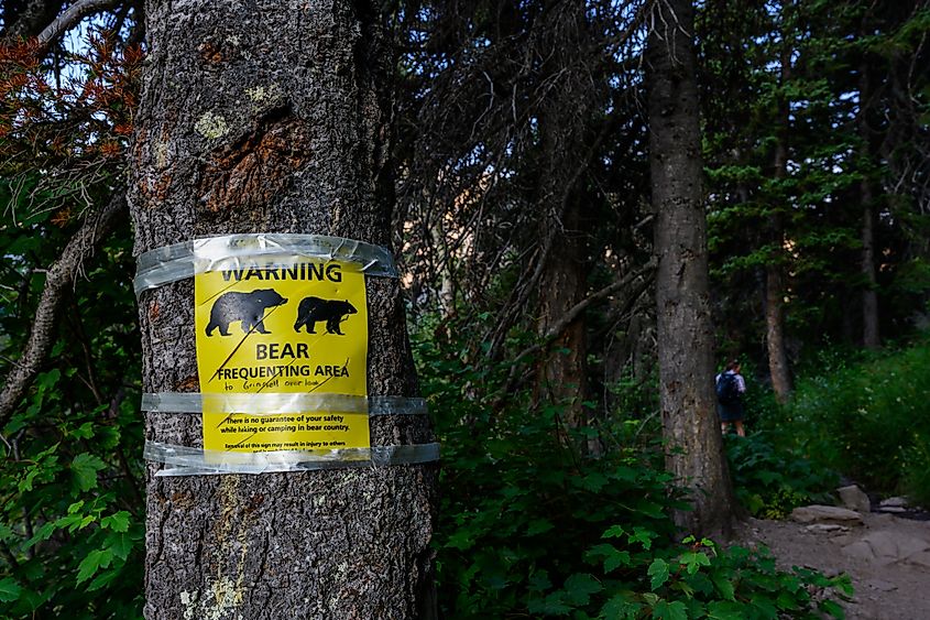 Flathead National Forest, Montana.