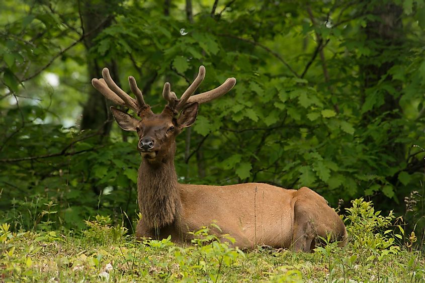 A Bull Elk relaxing in the Great Smoky Mountains National Park