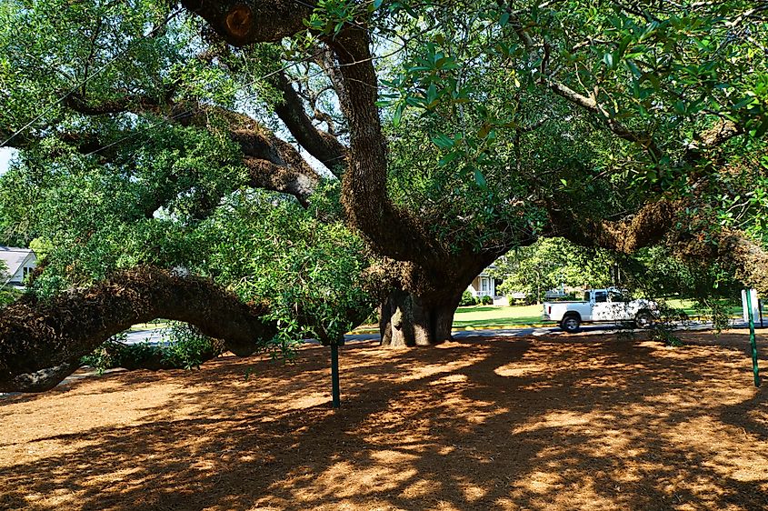 "The Big Oak" tree in Thomasville, Georgia.