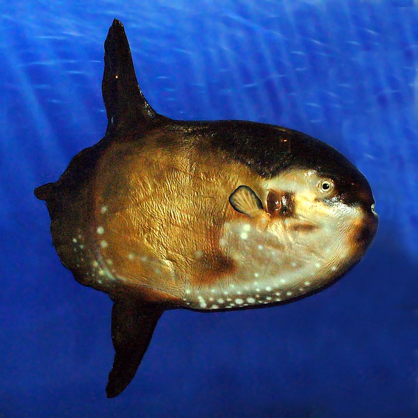 Sharptail mola (Masturus lanceolatus).