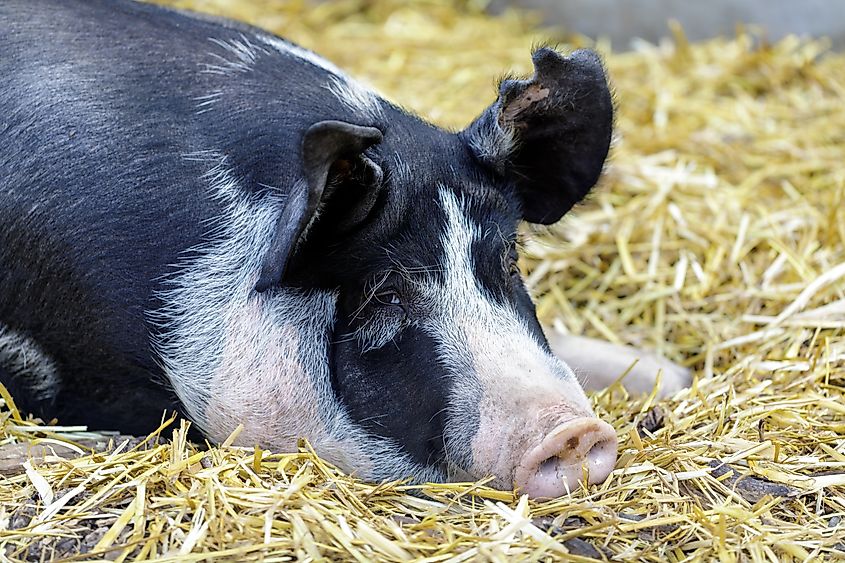 A pig resting on a haystack.