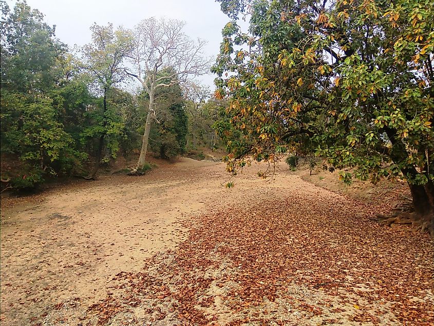 Gadchiroli forest