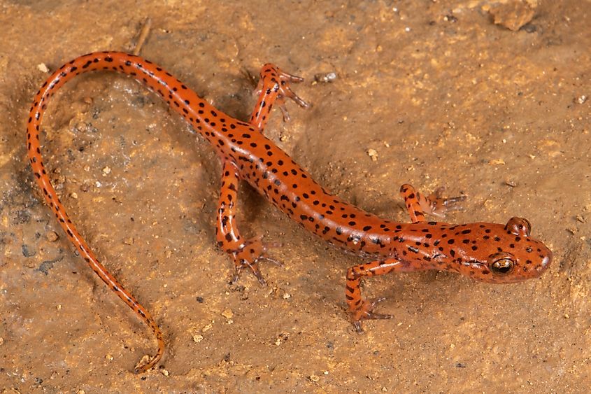 Top view of a cave salamander.