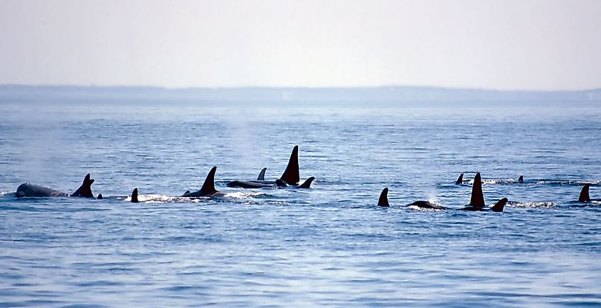 The J Pod of orcas swimming in the Puget Sound, Washington