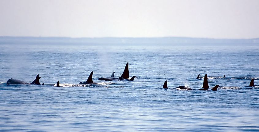 The J Pod of orcas swimming in the Puget Sound, Washington