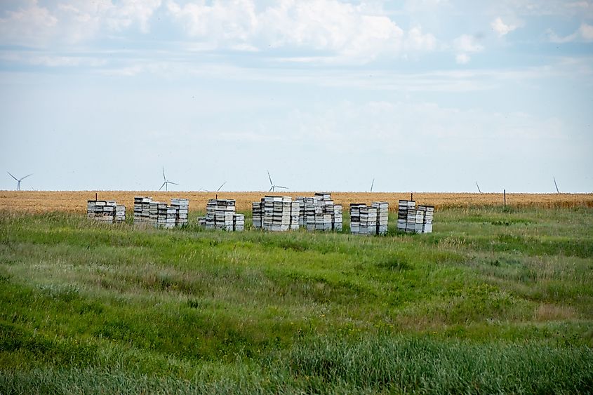 Bee boxes in rural North Dakota