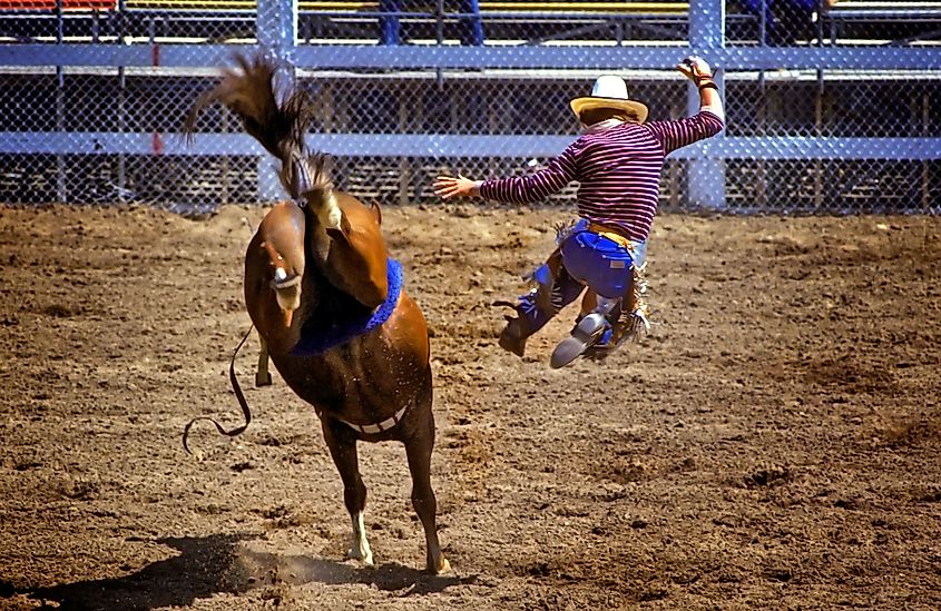 Montana rodeo action rider gets thrown off of horse. Detroit , Michigan. Created 05.11.24 Dennis MacDonald via Shutterstock