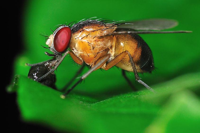 Fruit fly