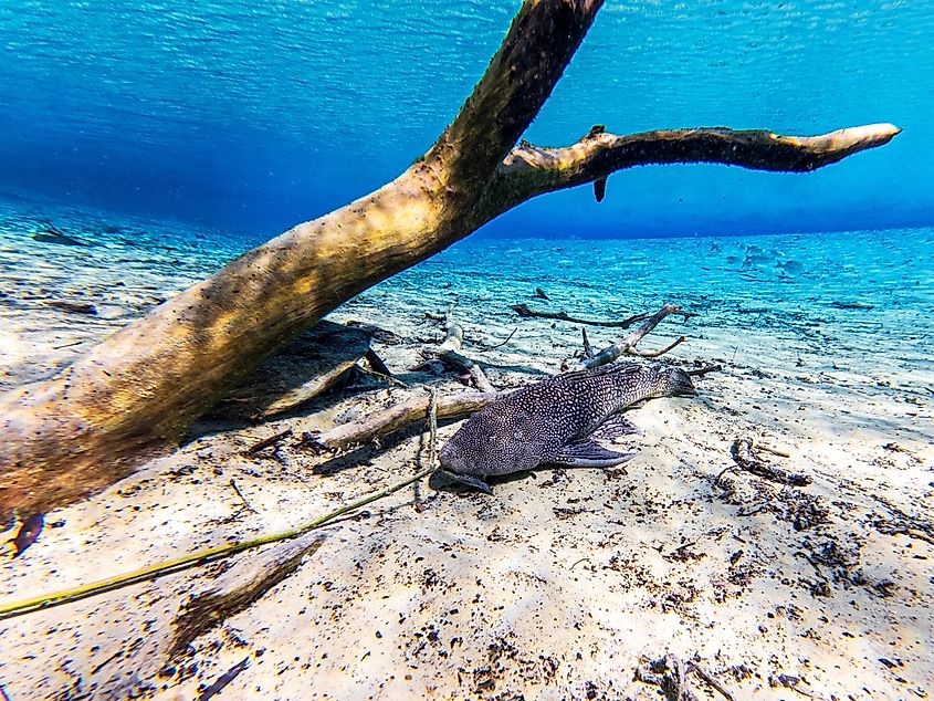 Invasive pleco sucker mouth catfish in Florida