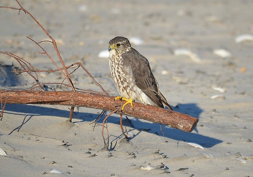 A merlin seen within Cape Hatteras National Seashore. Credit: By National Park Service - NPGallery, Public Domain, https://commons.wikimedia.org/w/index.php?curid=148358525