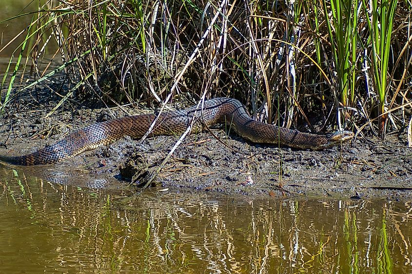 A Florida Cottonmouth, Agkistrodon conanti, on a muddy bank of a Florida swamp