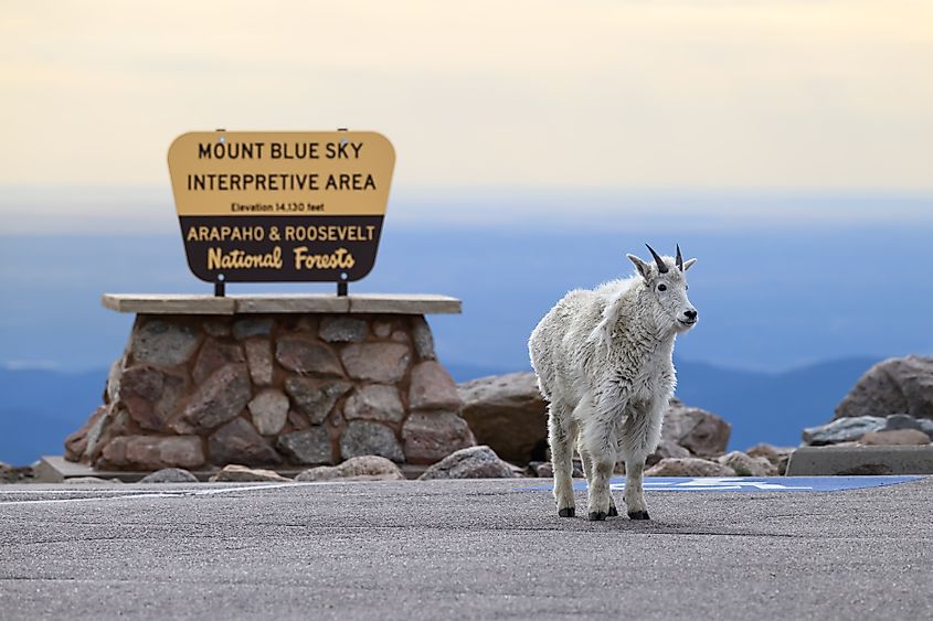 Mountain Goat on top of Mount Blue Sky. Credit: Eivor Kuchta/Shutterstock.com