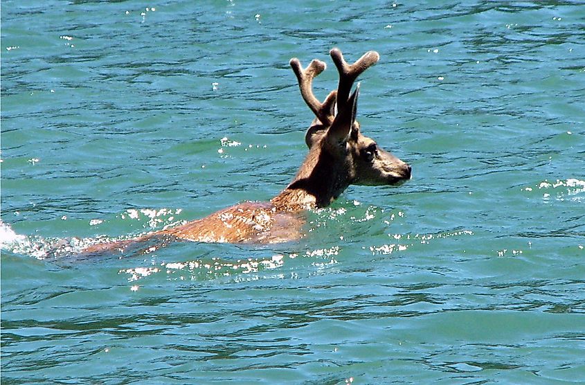 Deer swimming in Lake Shasta