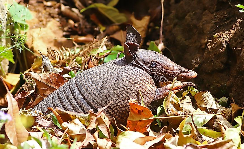 Nine-banded armadillo 