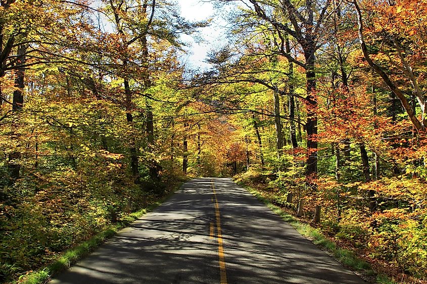 Trees on Route 113 in Maine