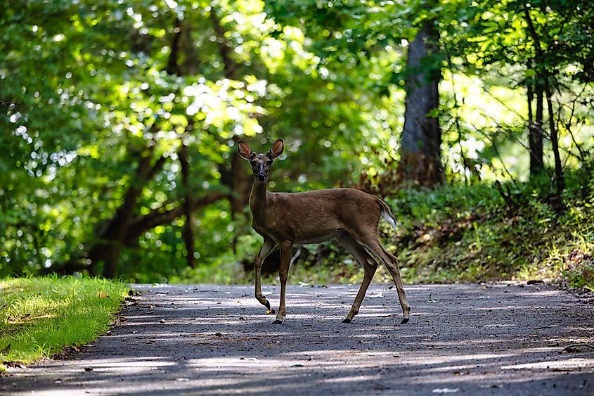 A deer poses in the middle of a paved path at Don Carter State Park in North Georgia.