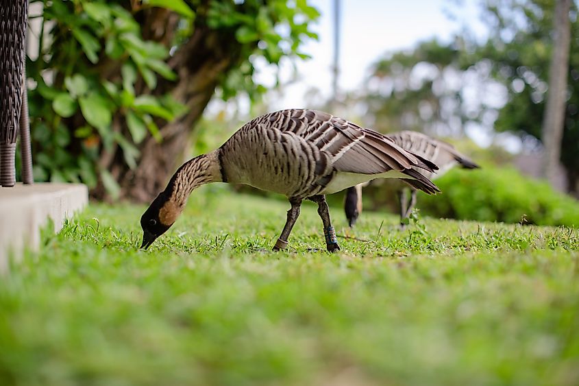 Closeup of a flock of nene birds, also known as the nēnē or the Hawaiian goose, a species of bird endemic to the Hawaiian Islands.