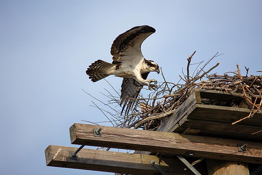 Large osprey in flight landing in a nest. Long Island, New York
