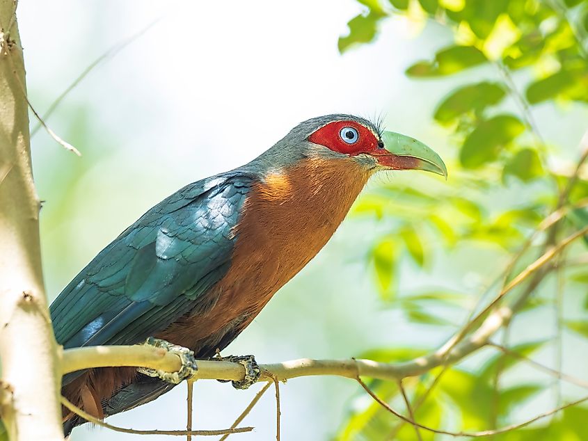 Taman Negara birds