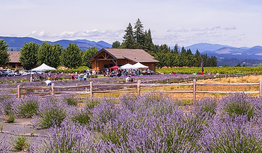 Hood River Lavender Farms in the summer.