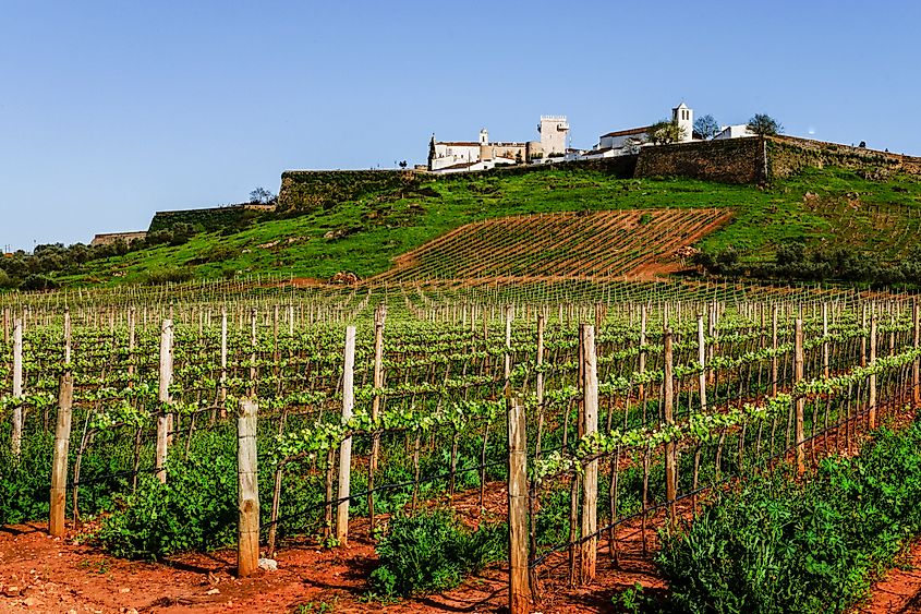 A vineyard in Estremoz, Portugal.