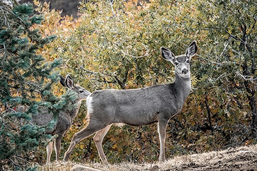 deer in the provo canyon