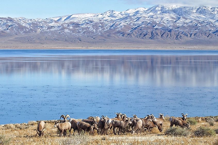 Bighorn sheep in Walker Lake, Nevada