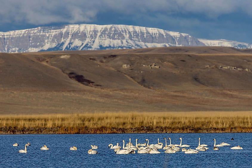 Freezeout Lake Wildlife Management Area near Choteau, Montana