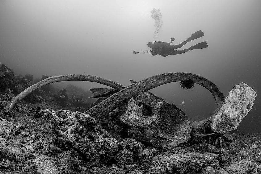 A scuba diver swimming over the bones of a sperm whale in shallow water in Indonesia.